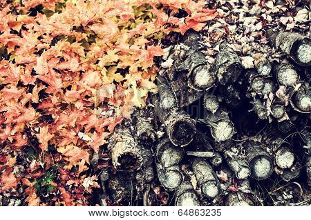Fall Leaves Draped over a Wood Pile - retro