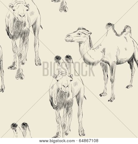 hand drawn camel