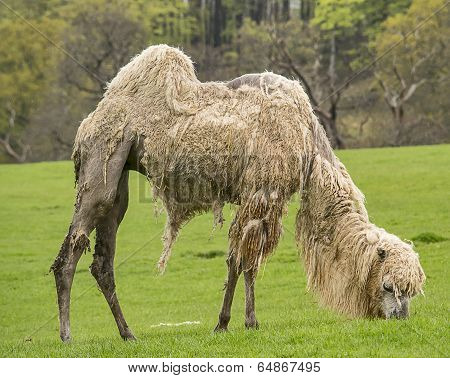 White Bactrian Camel