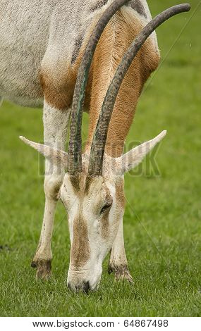 Oryx Antelope