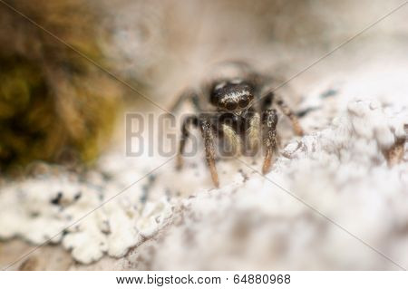 Jumping spider portrait