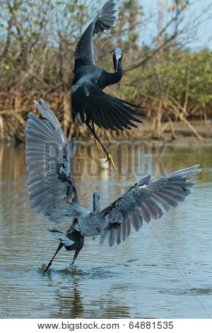 2 Western Reef Herons (egretta Gularis) Fighting For Fishing Rights