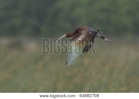 White-faced Ibis Flying Over A Marsh