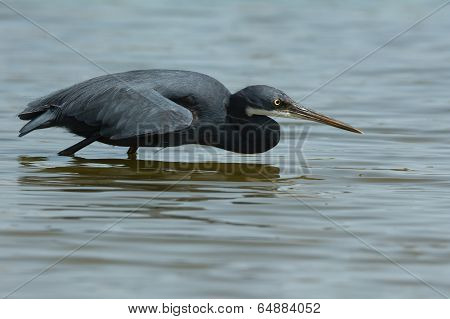 A Western Reef Heron (egretta Gularis) Copying The Hunting Style Of A Black Heron