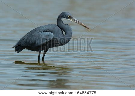 A Western Reef Heron (egretta Gularis) Standing In Water