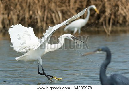 A White Western Reef Heron (egretta Gularis) Landing In Defence Of Its Territory