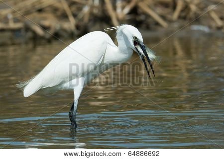 A White Western Reef Heron (egretta Gularis) With A Freshly Caught Fish