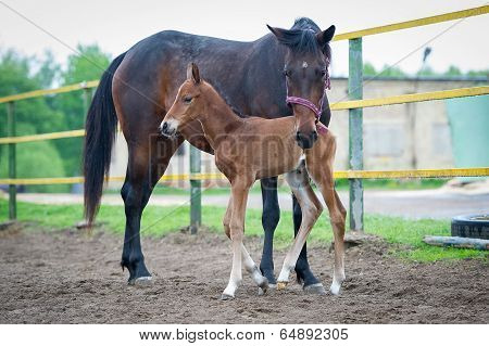 Foal with his mother-mare walks in paddock