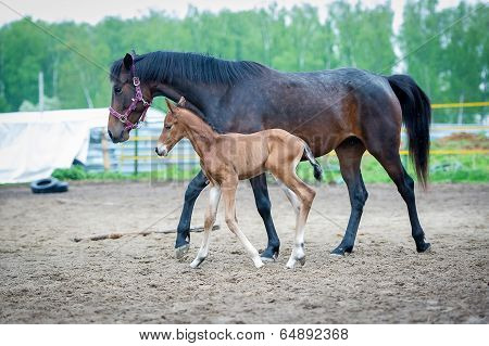 Foal with his mother-mare walks in paddock