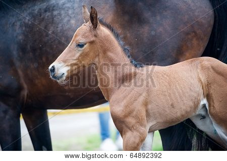 Horse and colt (2-day) walks in paddock