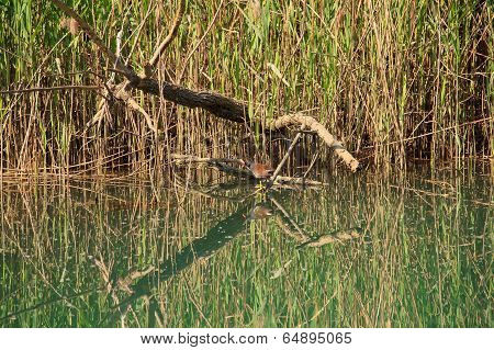 Duck In The River