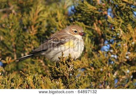Yellow-rumped Warbler (dendroica Coronata)