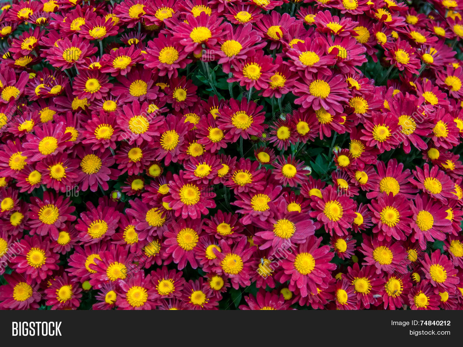 Pink Yellow Flowers Image Photo Free Trial Bigstock