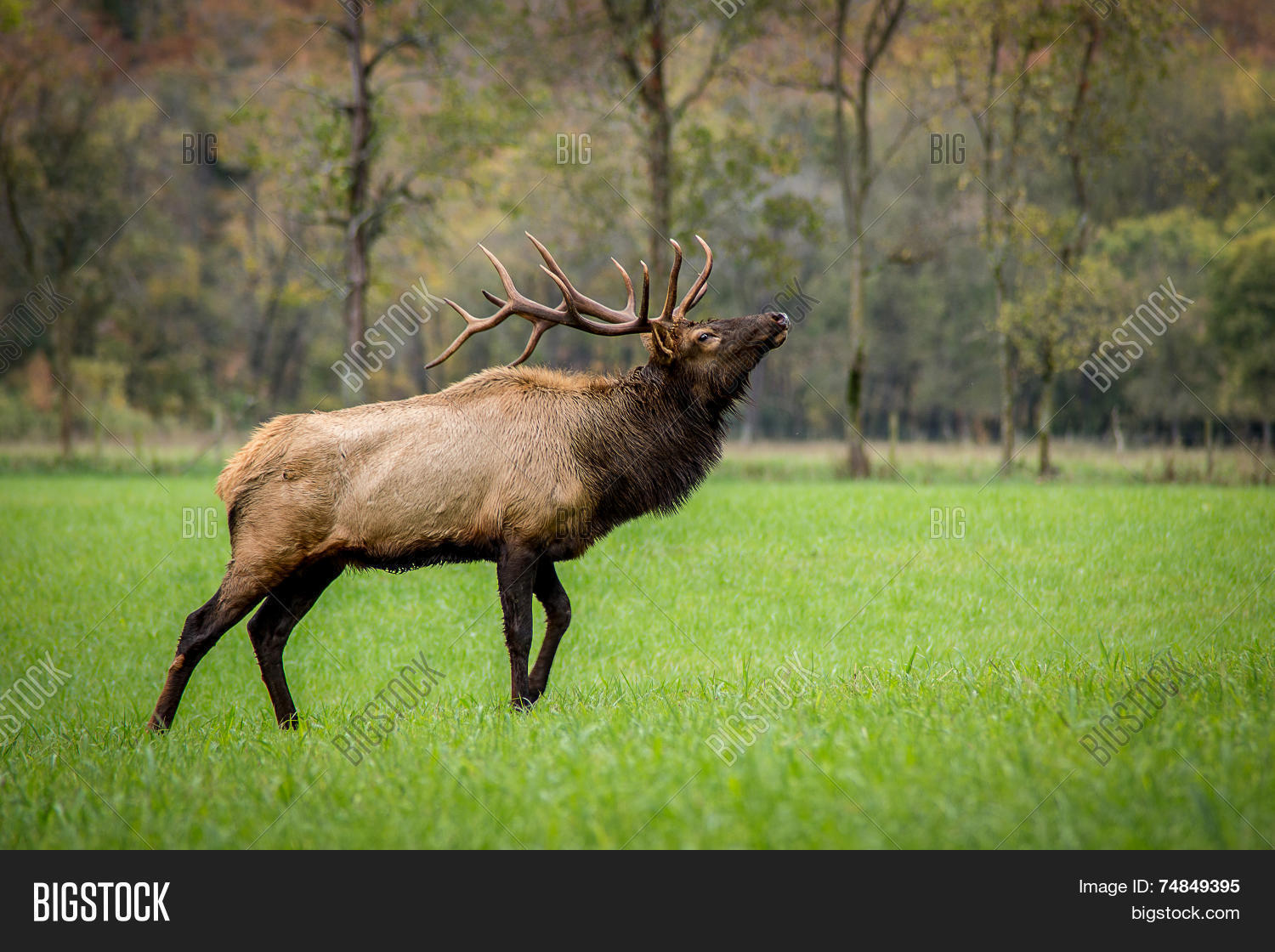 Trophyclass Bull Elk Image & Photo (Free Trial) Bigstock