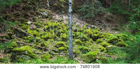 Stones covered with moss