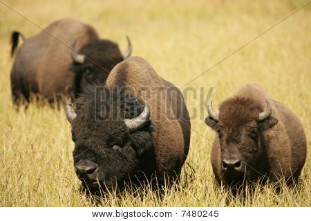 Miłośników żubrów razem
