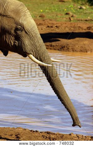 大象公牛树干
