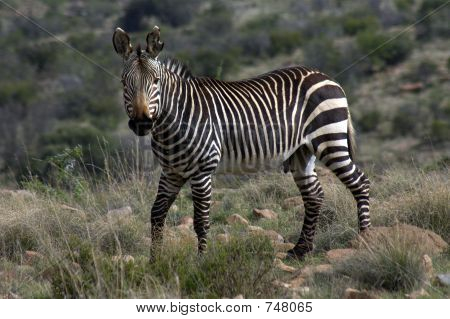MountainZebra
