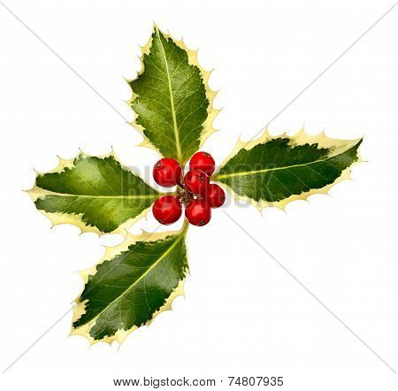 Holly Leaf Corner