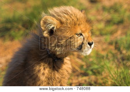 Stirrande cub