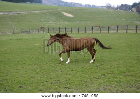 A Brown Horse.