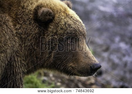 Alaskan Brown Bear