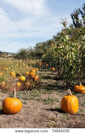 Pumpkin Patch And Corn Field