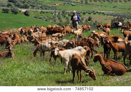 Spanish shepherd and goats.