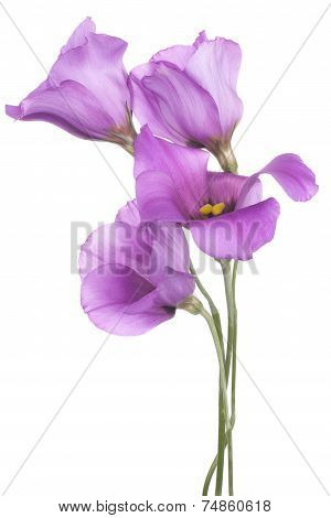 Eustoma
