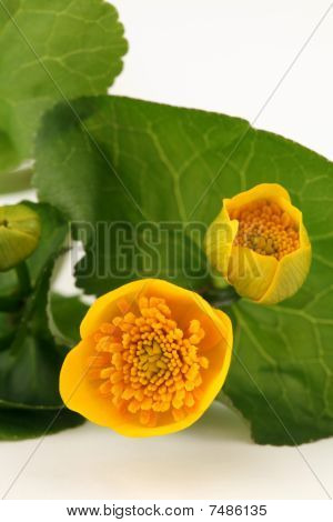 มาร์ช Marigolds
