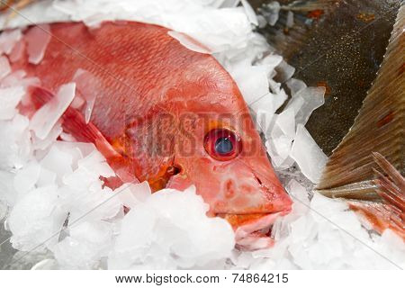 Red snapper on market display, close-up shot 