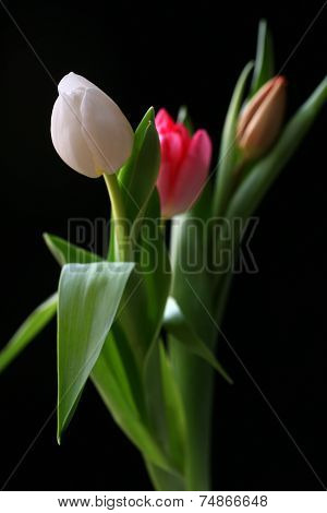 Blooming tulip with black background