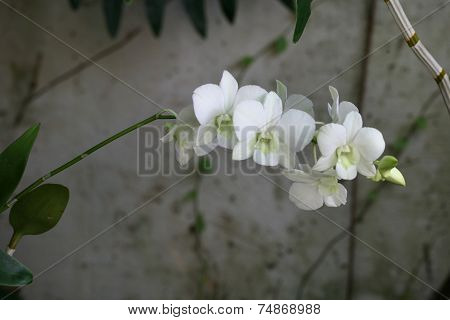 white orchids in garden