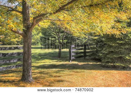 Fall foliage on trees in park