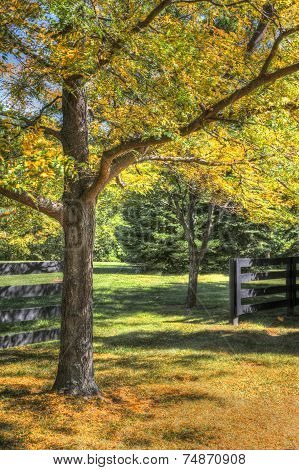 Fall foliage on trees in park