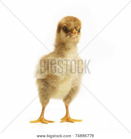 Chick Makes Big