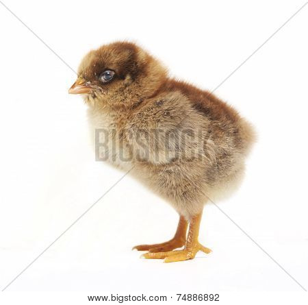 Chick From The Side