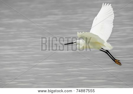 Little Egret With Yellow Feet Clearly Visible