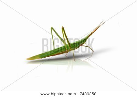 Acrida Hungarica