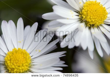 Beautiful daisies on the meadow