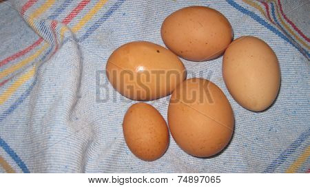 Fresh from the hens