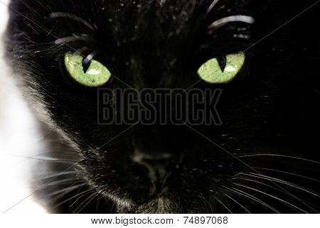 Black cat and beautiful eyes