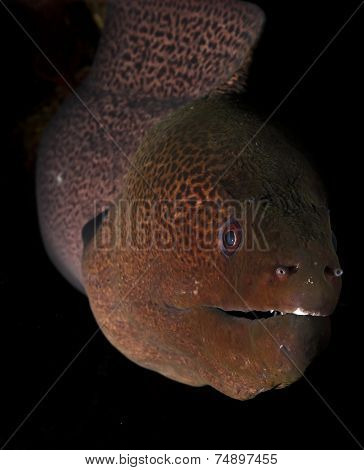 giant moray eel