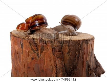 Snails Family On Pine-tree Stump