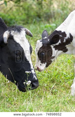 Cow and calf on the meadow