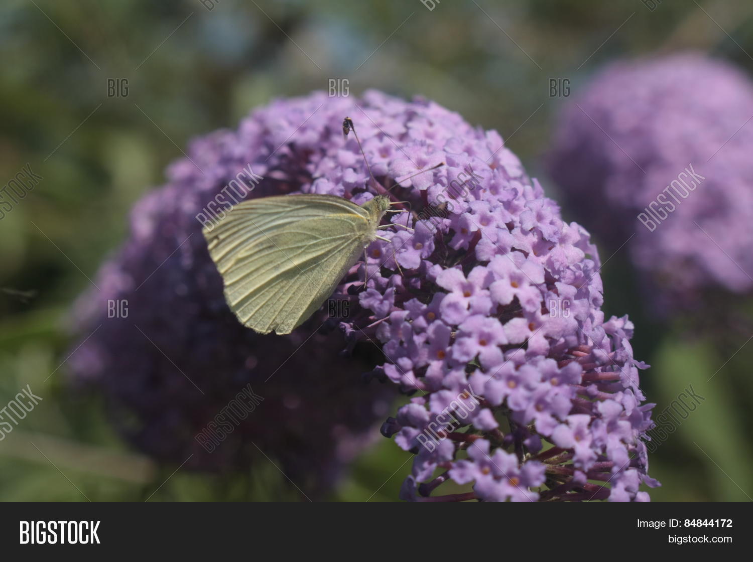 Image Preview