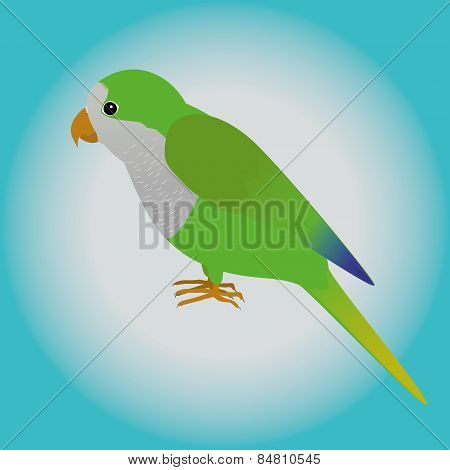 Quaker parrot