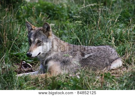 wolf