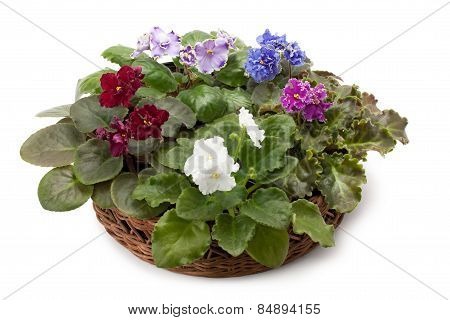 African Violet Saintpaulia