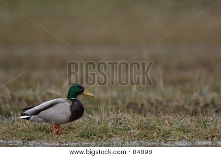 Stockente